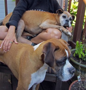 Stephanie and the dogs on the deck of our house-sitting gig in San Francisco's Cole Valley.